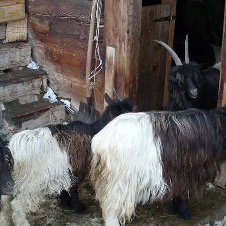 Soldanella Munster